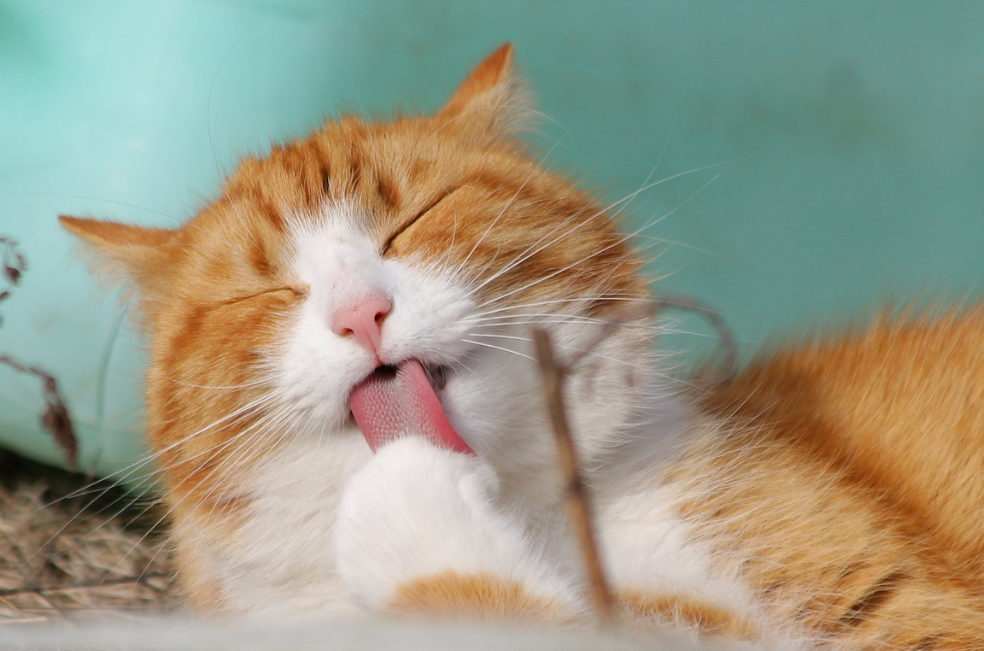 ¿Por qué es bueno tener un gato naranja en casa?