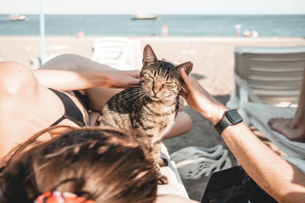 ¿Por qué mi gato quiere estar conmigo todo el tiempo?