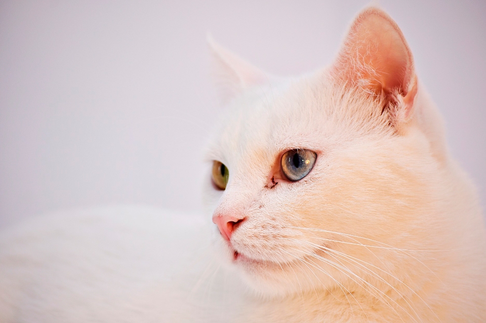 3 razas de gatos que no sueltan pelo