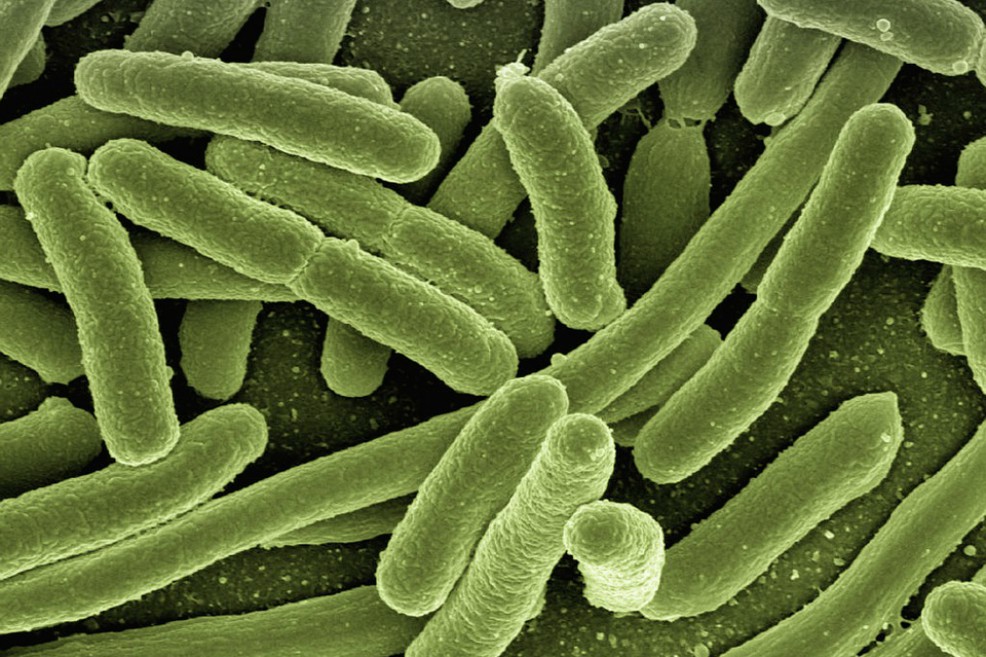 La presencia de bacterias como la "Bacteroides vulgatus" decrece con los años. / Pixabay