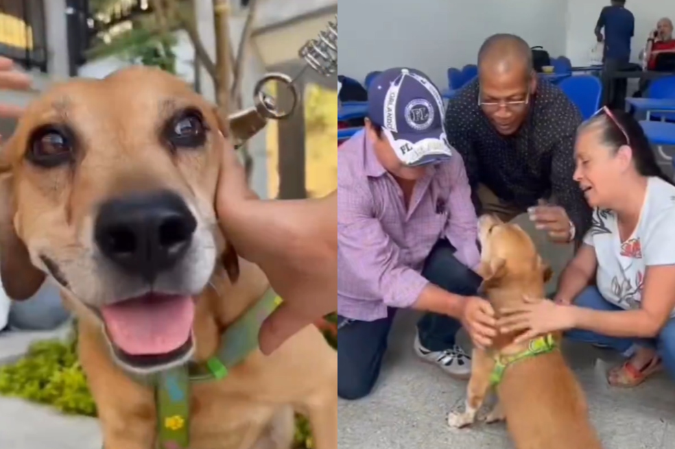 La historia de Mateo, el perrito que sobrevivió a un incendio en Cali (video)