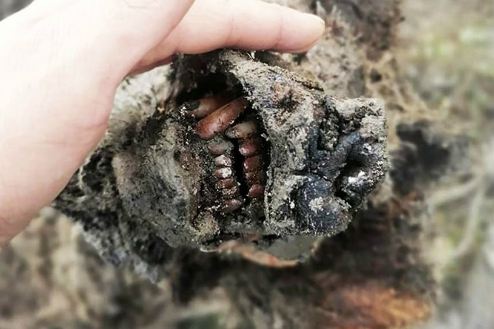 Hallan el primer cadáver de un oso extinto hace 15 mil años con órganos internos
