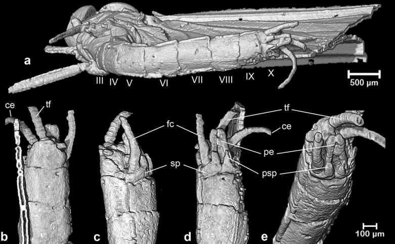 (a) cuerpo en vista ventral; (b) punta del abdomen en vista dorsal; (c) punta de
abdomen con genitales en vista lateral izquierda; (d) punta del abdomen con genitales en vista ventral; (e) punta del abdomen con genitales en vista ventrocaudal.