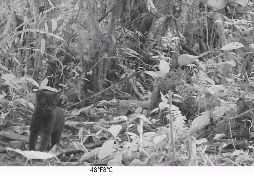 Primer registro de un felino melánico en el Huila