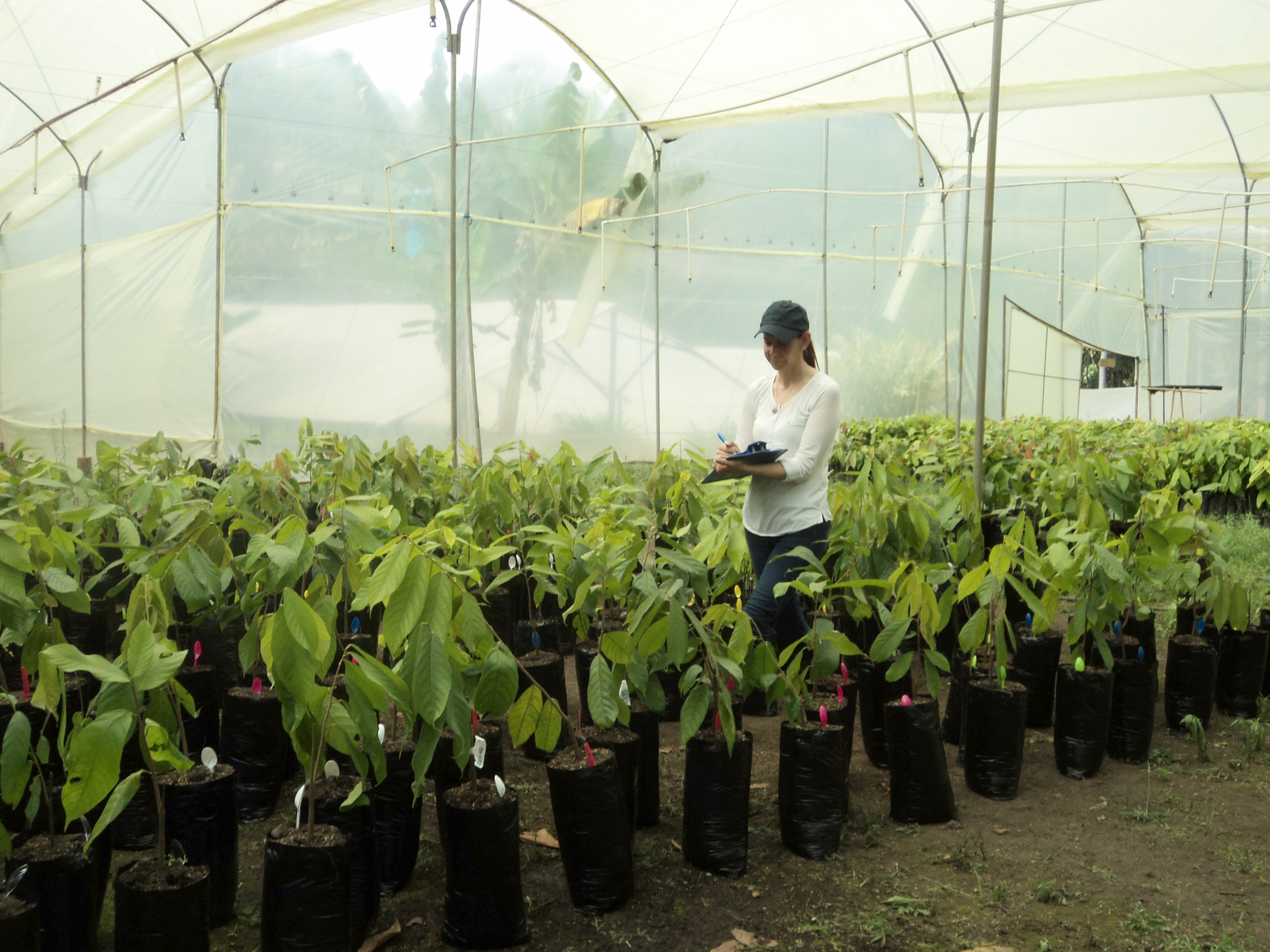 Las defensas del cacao para enfrentar una sequía