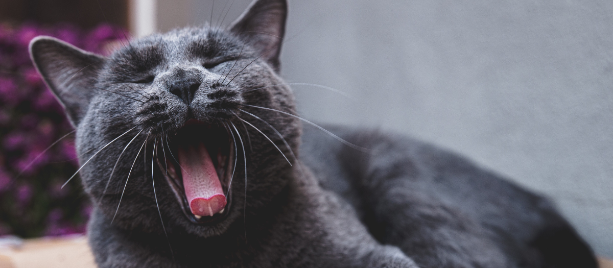 Gato azul ruso: características y cuidados de esta raza