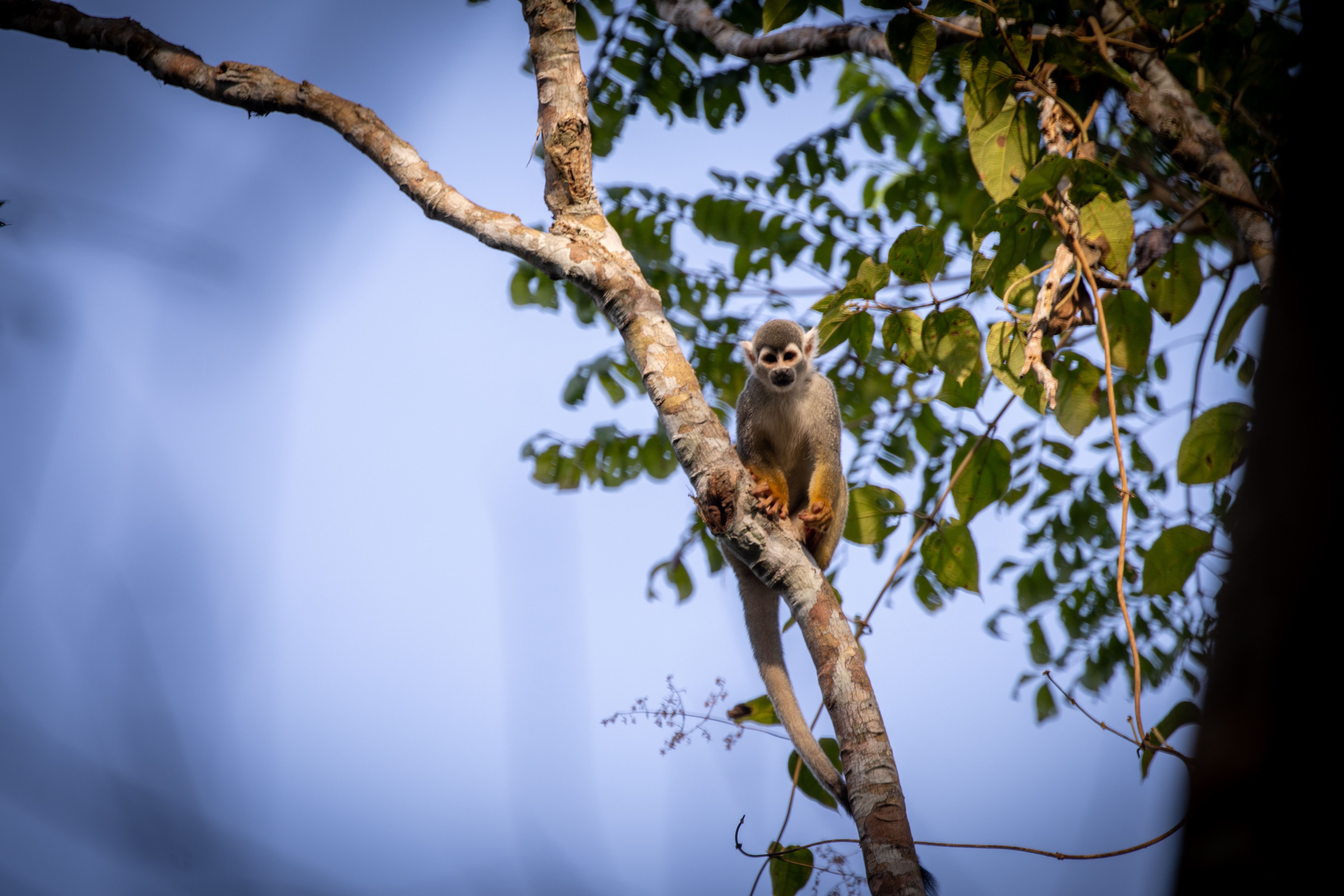 El avistamiento de primates es otra de las que tiene potencial turístico para regeneración ambiental. Este individuo fue fotografiado en Putumayo.