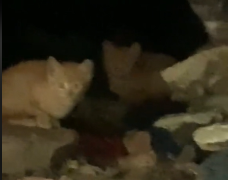 ¿Y quién responde por los gatos abandonados en la Av. Circunvalar, en Bogotá?