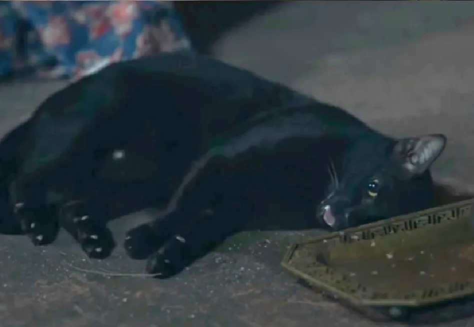Gato convulsionando en telenovela tailandesa prende alertas sobre maltrato animal