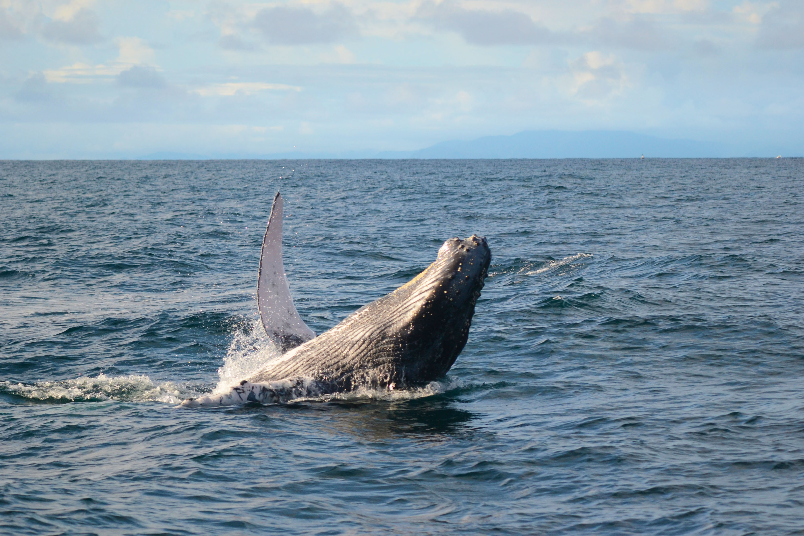 Ballena jorobada en el Pacífico colombiano.