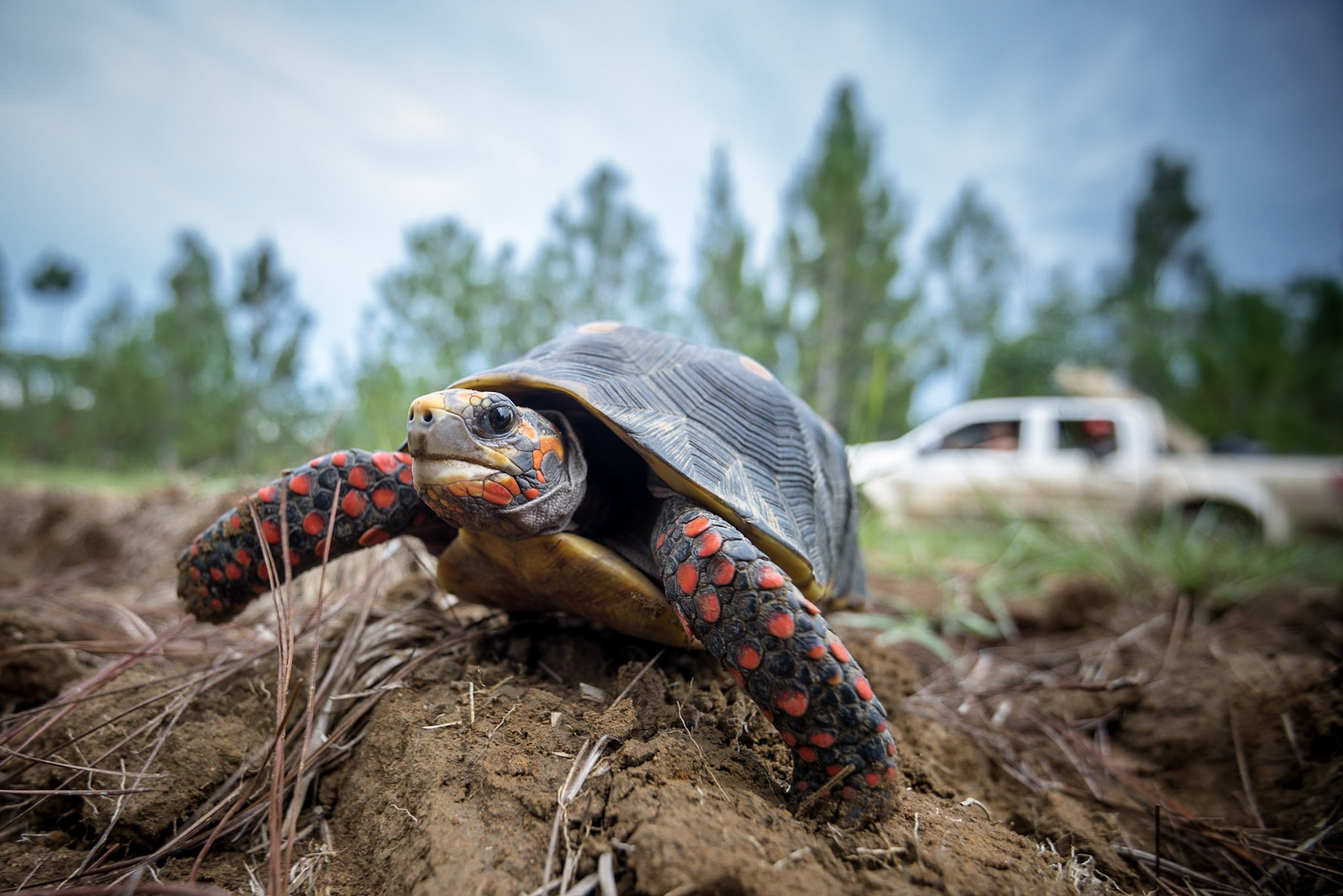 La tortuga morrocoy carece de dedos visibles y solo se le ven las uñas.