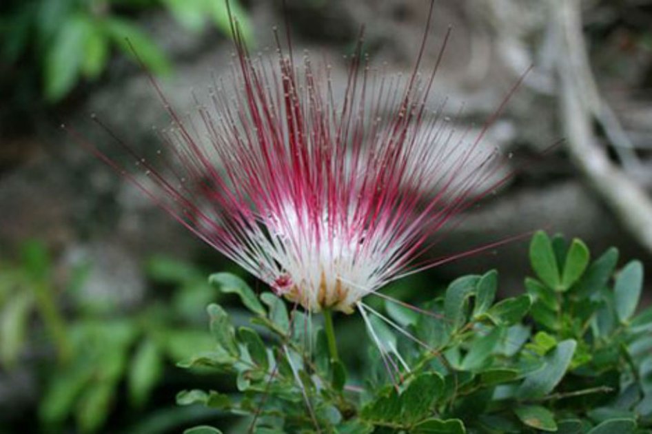 Descubren especie de flora en la Amazonía
