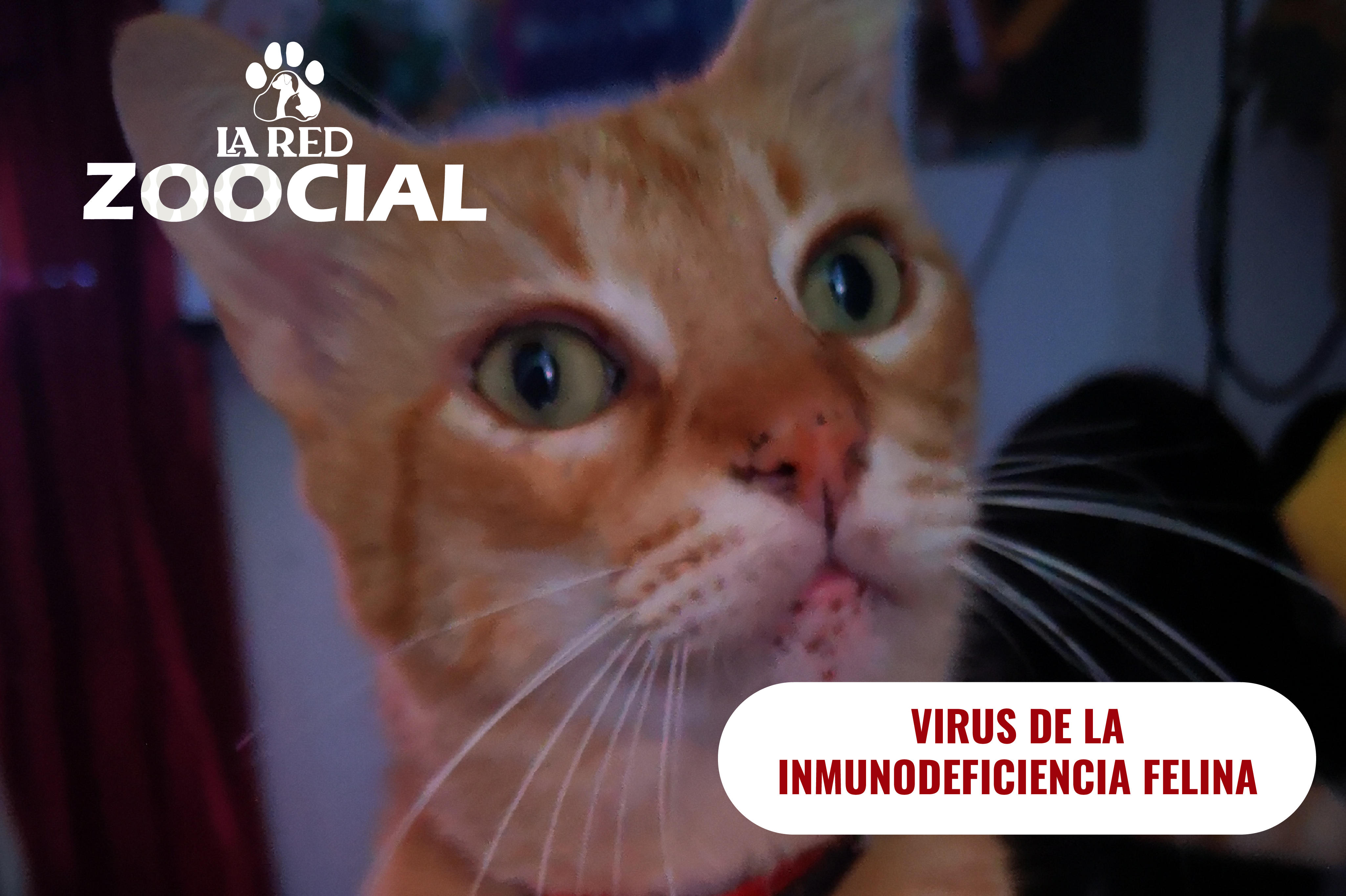 (VIDEO) ¿Cómo cuidar a mi gato si tiene el virus de la inmunodeficiencia felina?