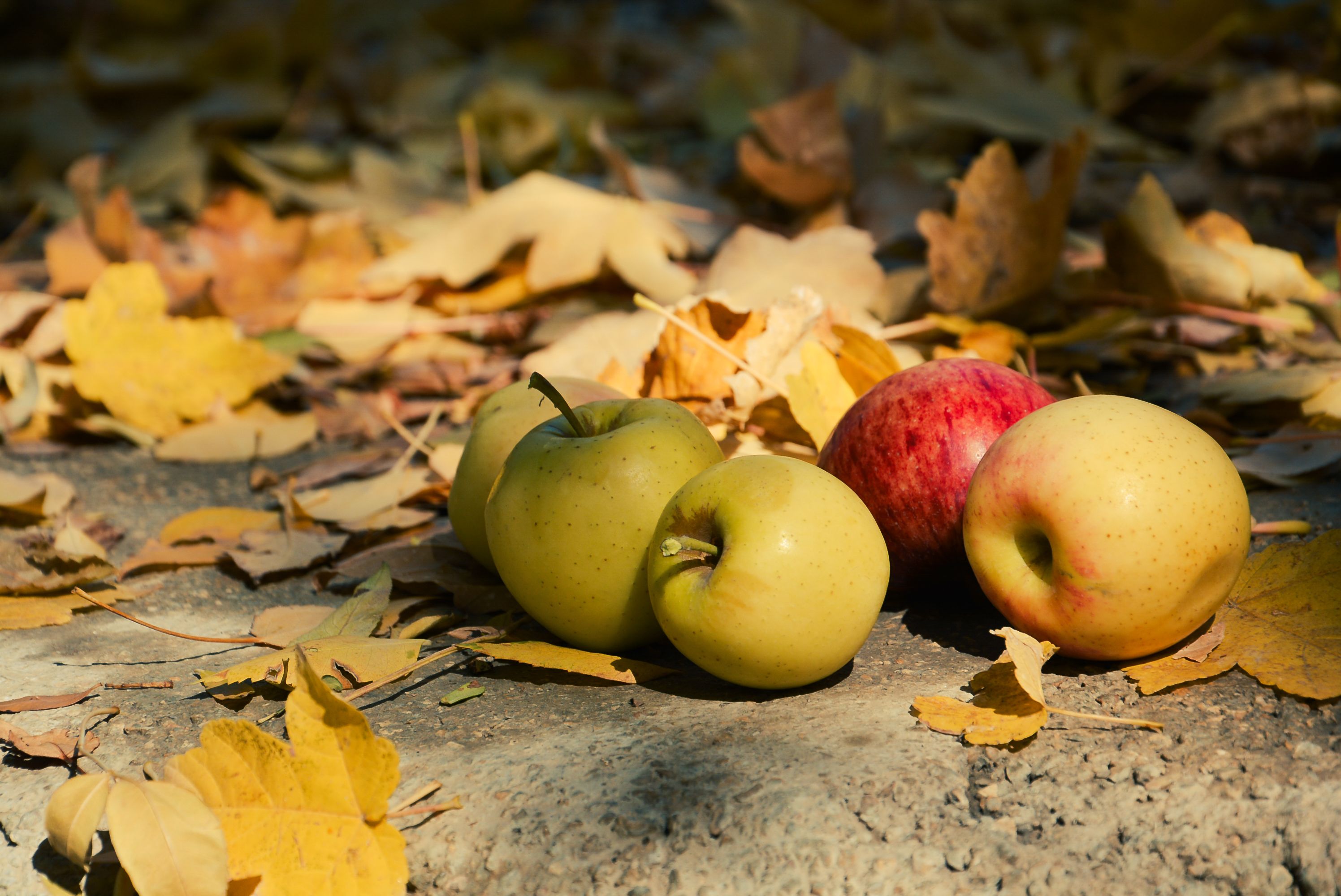 ¿Por qué las frutas se caen antes de madurar, qué significa y qué hacer?