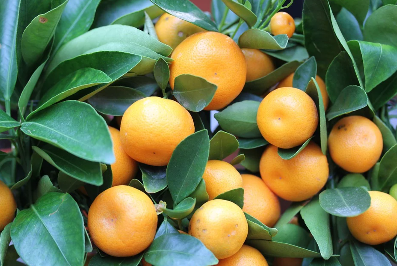El paraíso de las naranjas