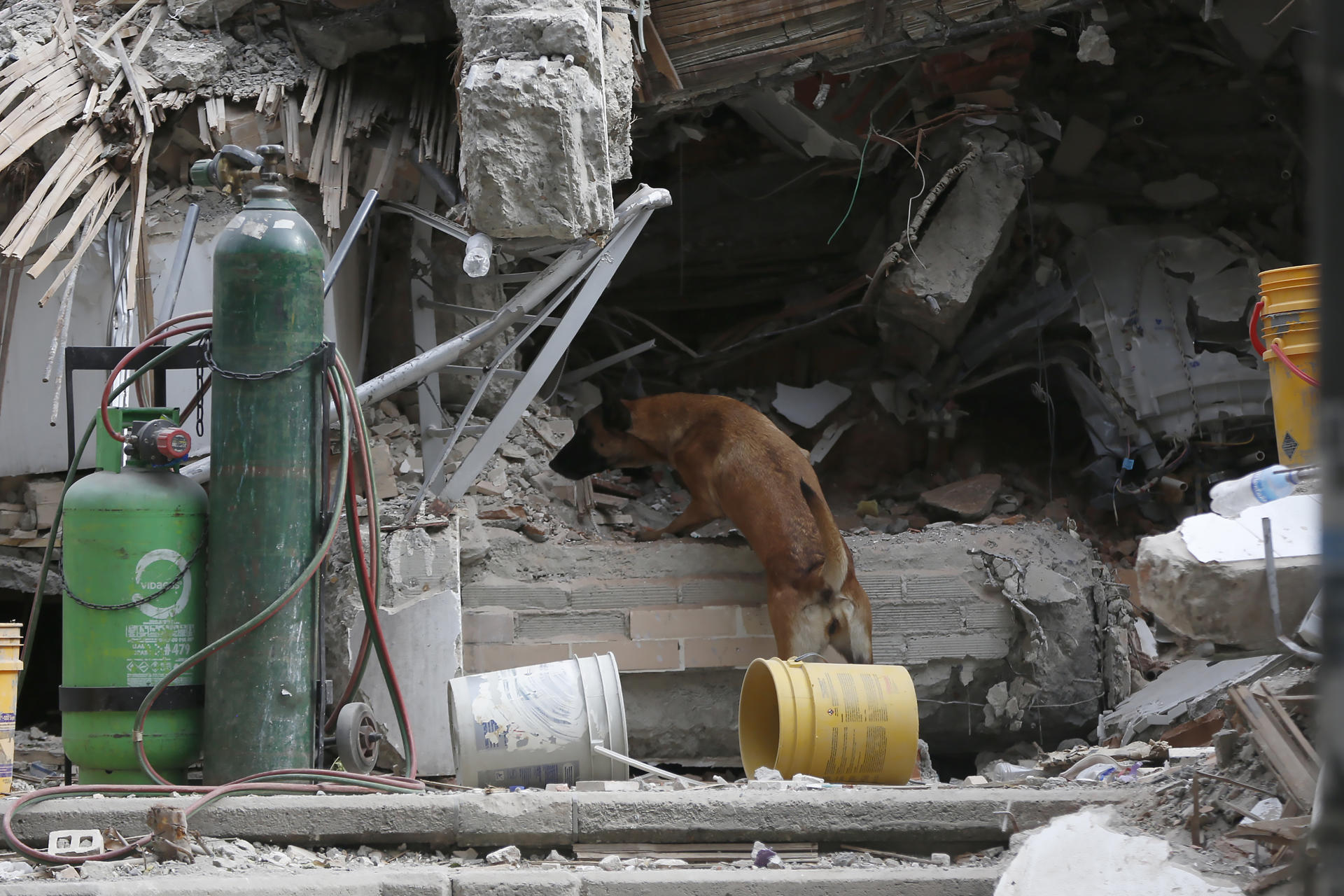 Fundaciones de animales que perdieron sus instalaciones en el terremoto: así puede ayudarlas