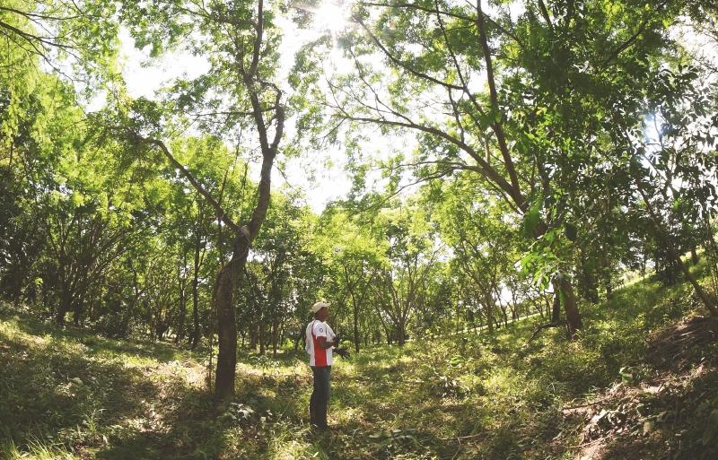Indígenas pijaos curan el bosque seco tropical