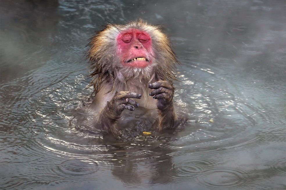 Tan caliente: un mono se sumerge en aguas termales naturales, en Japón.