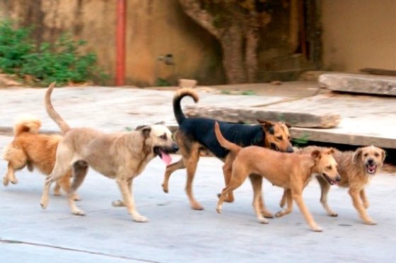Más de 300 mil perros son abandonados en las calles de Bolivia