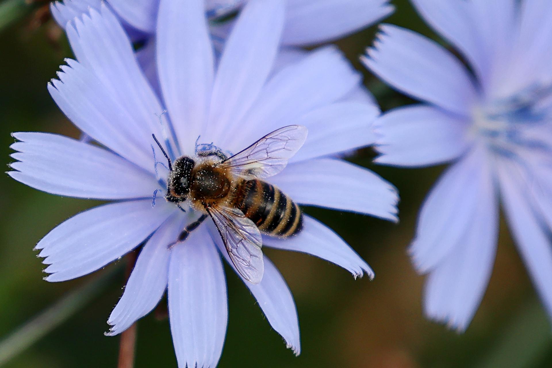 Aumenta el número de abejas y mariposas en peligro de extinción en Europa