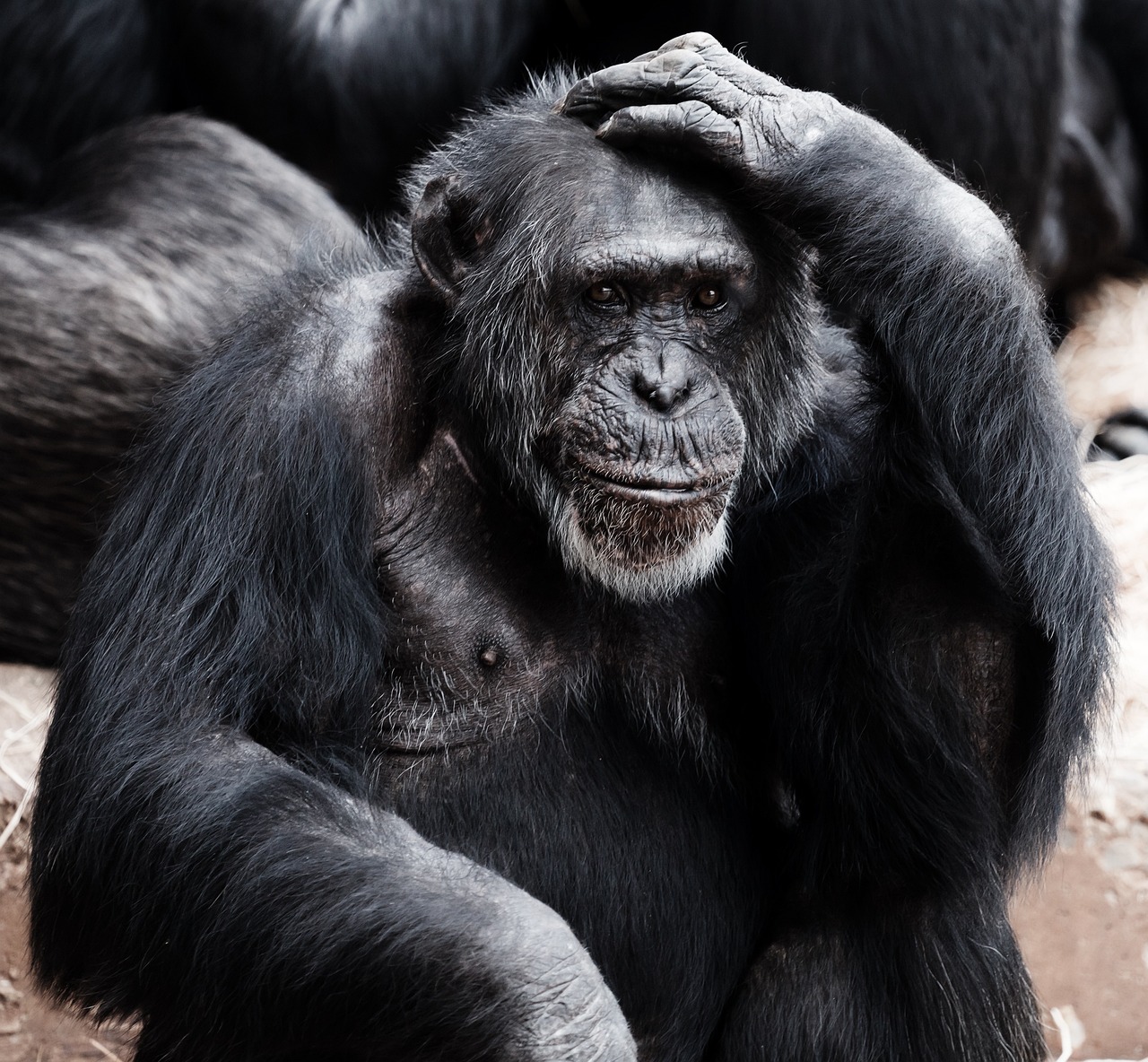 (VIDEO) ¿Los animales, al igual que nosotros, planifican o piensan en su futuro?