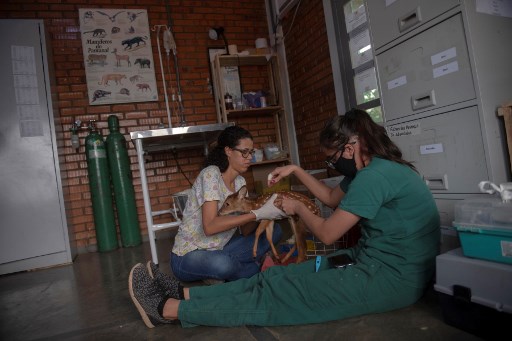 Veterinarias en un centro de rescate animal en el estado de Mato Grosso atienden animales afectados por los incendios.