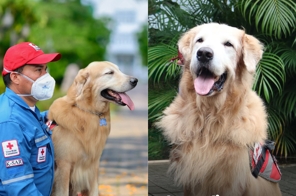 Murió Lenox, el perro rescatista de la Cruz Roja: ¿cuál es su historia?