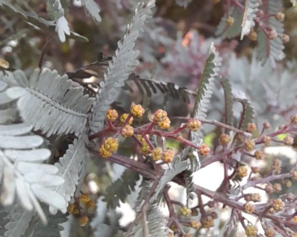 El último nombre es Las Acacias, un sector de la localidad de Chapinero que tomó su nombre de los árboles de acacia que fueron sembrados en los cerros orientales. La acacia es un árbol de origen principalmente exótico, reconocido por sus flores amarillas y su capacidad de adaptarse a diferentes condiciones. Aunque durante décadas fue utilizada para reforestar y ornamentar distintos espacios de la ciudad, hoy algunas de estas especies son objeto de manejo y reemplazo por vegetación nativa debido a su impacto sobre los ecosistemas locales.