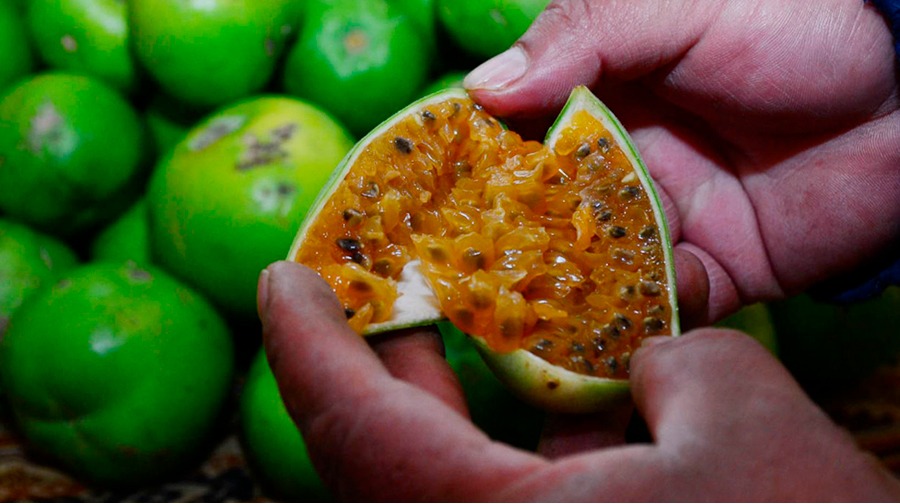 La curuba es una de las frutas más queridas de los Andes