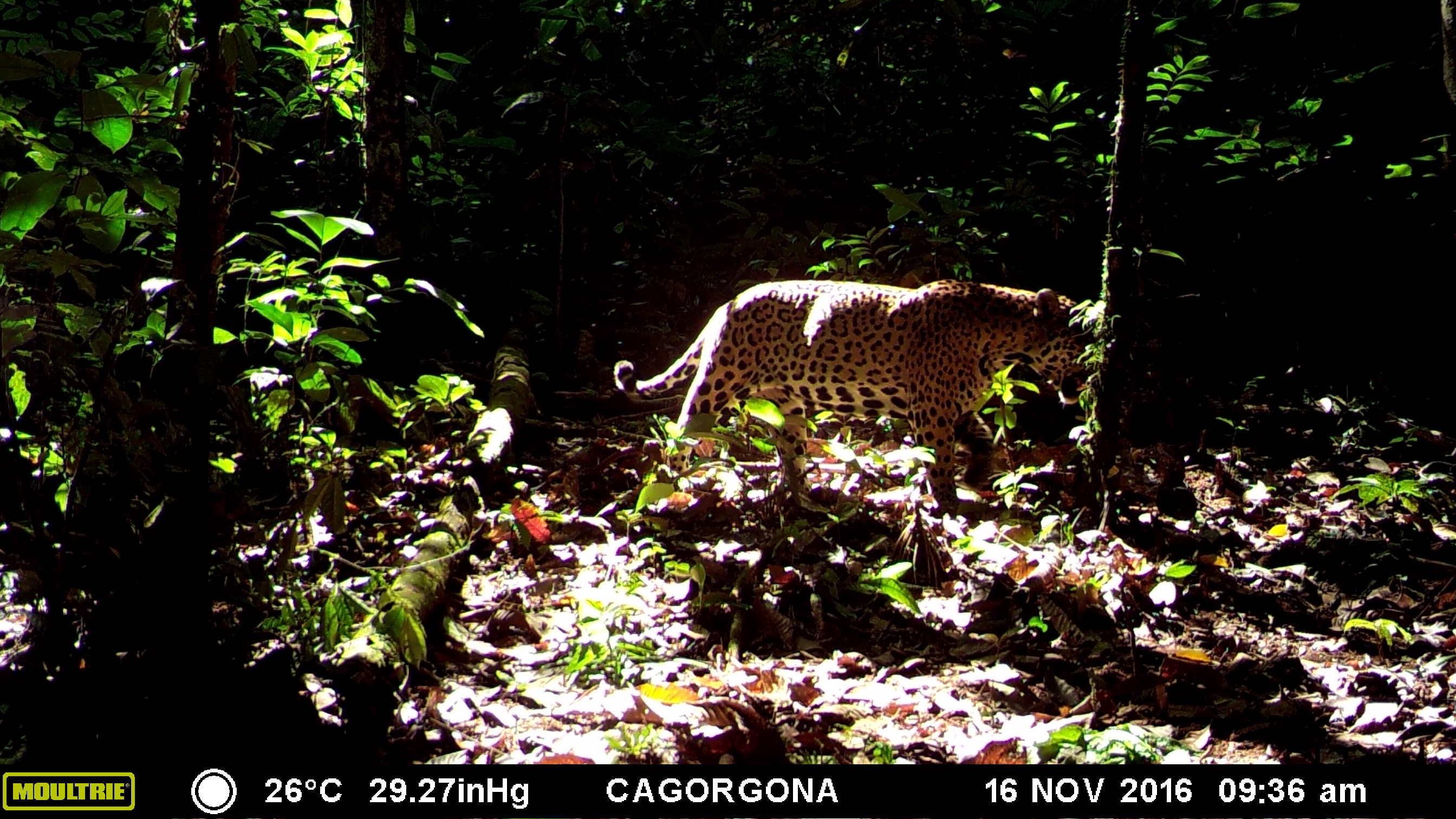 Jaguar captado por una de las cámaras trampa instaladas en 2019, en Umancia, Resguardo Indígena Predio Putumayo, Amazonas. ©Luis Barreto/WWF Colombia