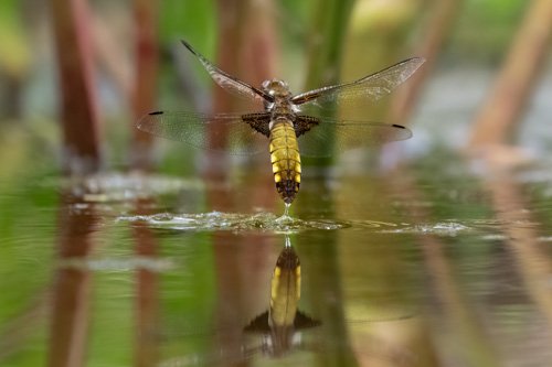 "BB chaser laying", fotografía de Andrew McCarthy, finalista en la categoría de "Mariposas".