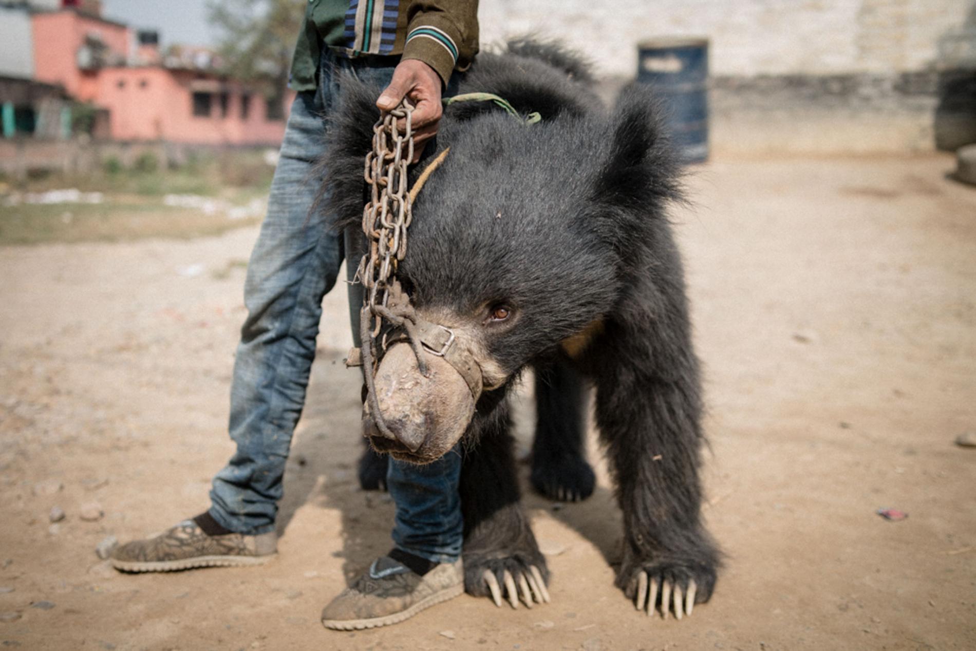 Rescatan los dos últimos «osos bailarines» de Nepal
