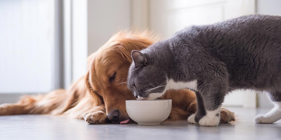 ¿Tu mascota necesita alimentarse con comida húmeda?