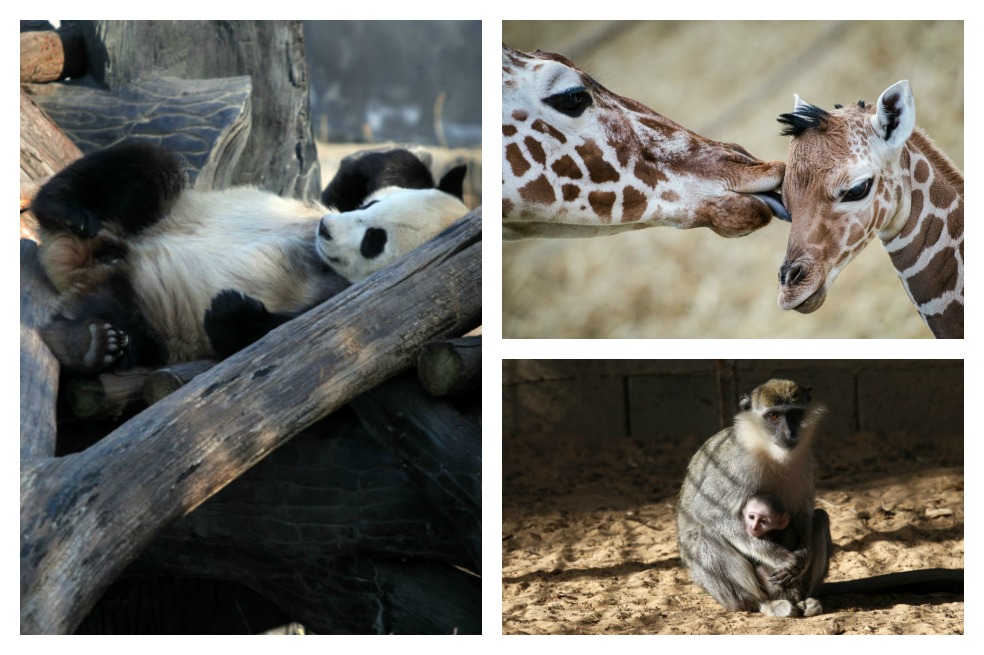Las mejores imágenes de la semana en el mundo animal