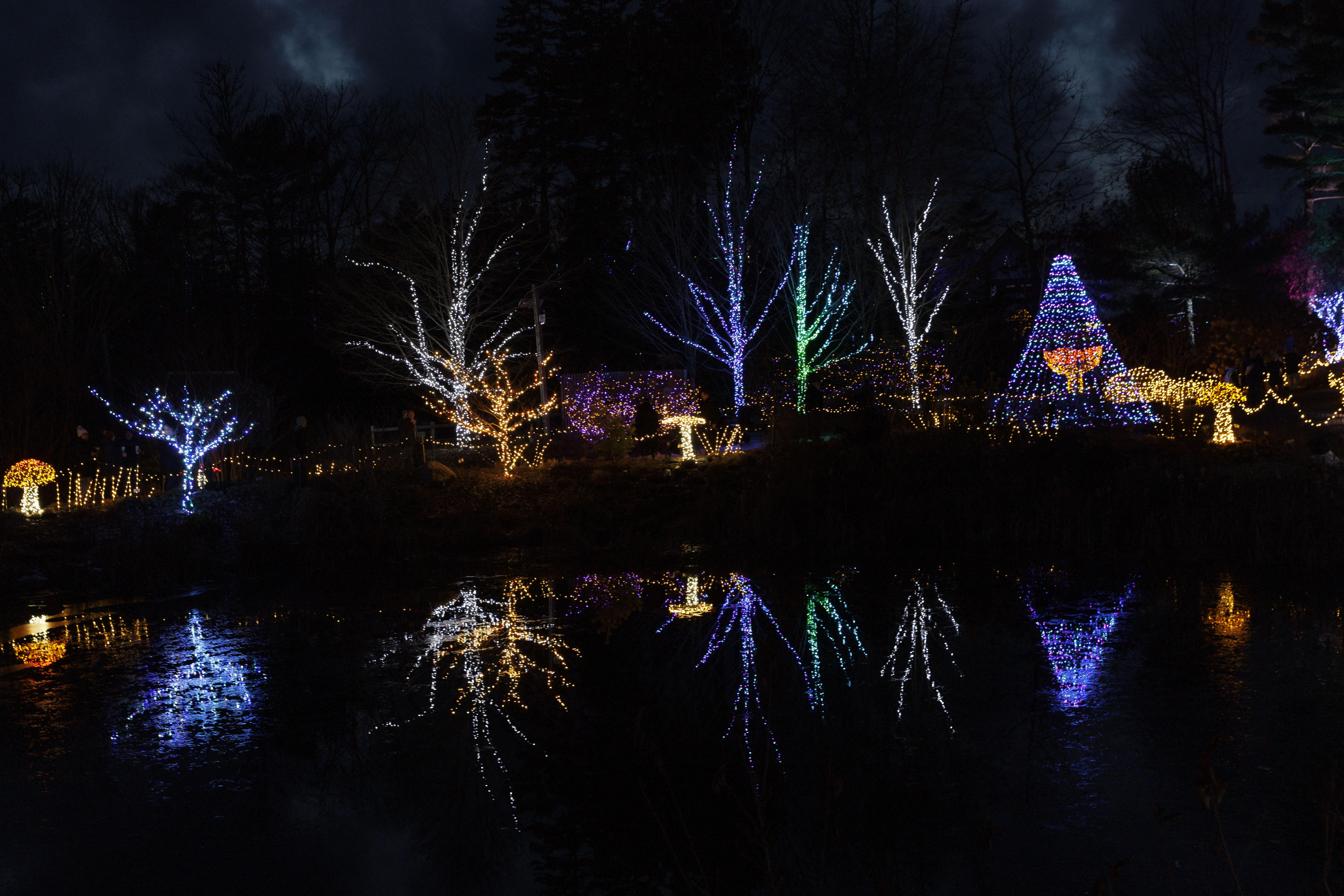 ¿Qué precio tiene la entrada al jardín botánico? Visita su alumbrado navideño