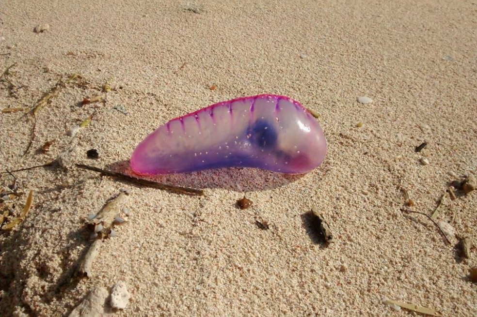 Científicos identifican cuatro nuevas especies de carabela portuguesa