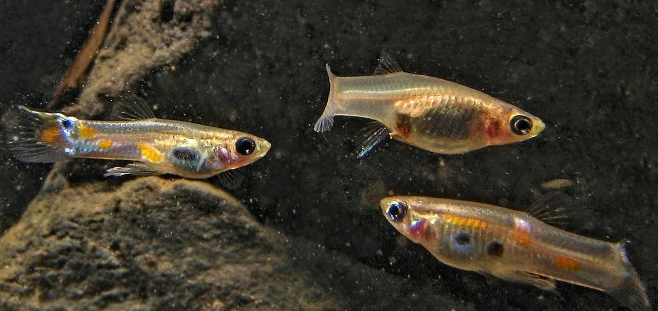 Estos peces eligen a los machos raros para tener hijos más “atractivos”