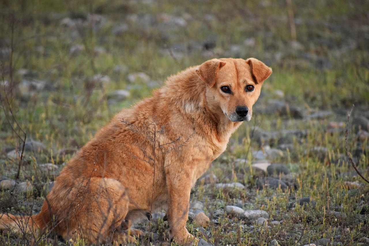 Cosas que usted hace con su perro o gato y son consideradas maltrato animal