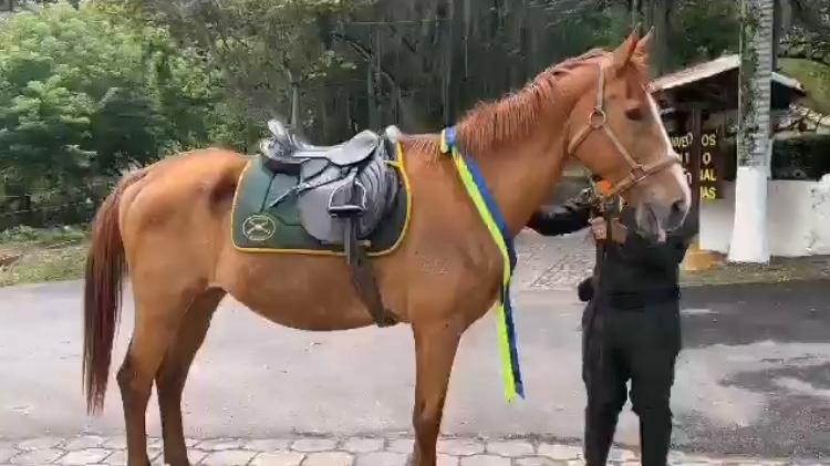Gamazon, el caballo que se jubiló de la policía tras 14 años de servicio