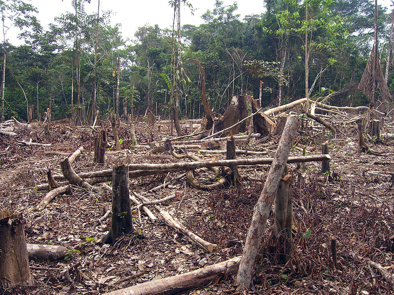 Radican proyecto de ley para la reducir la deforestación
