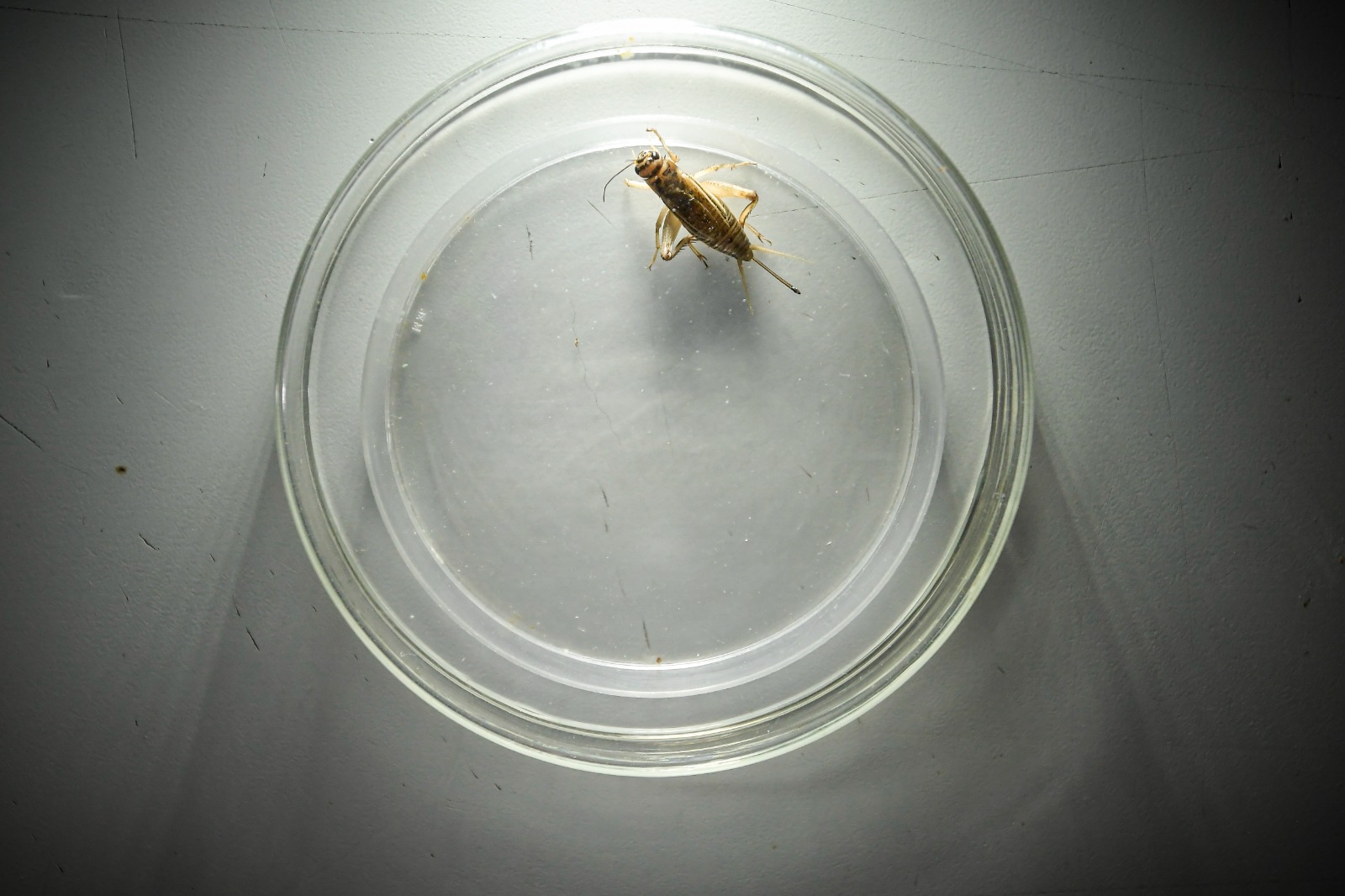 Los grillos domésticos (Gryllodes sigillatus) son la única especie que ha recibido un concepto positivo para ser usado como ingrediente en alimentos por parte del Invima en Colombia.