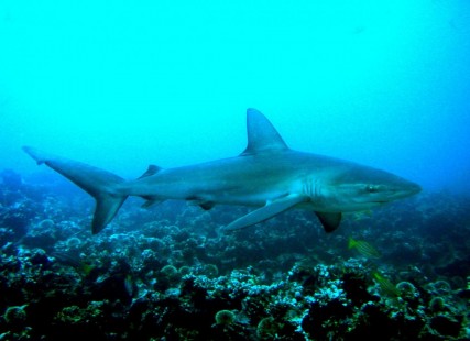 Los tiburones pueden ser víctimas de la lucha contra el COVID-19
