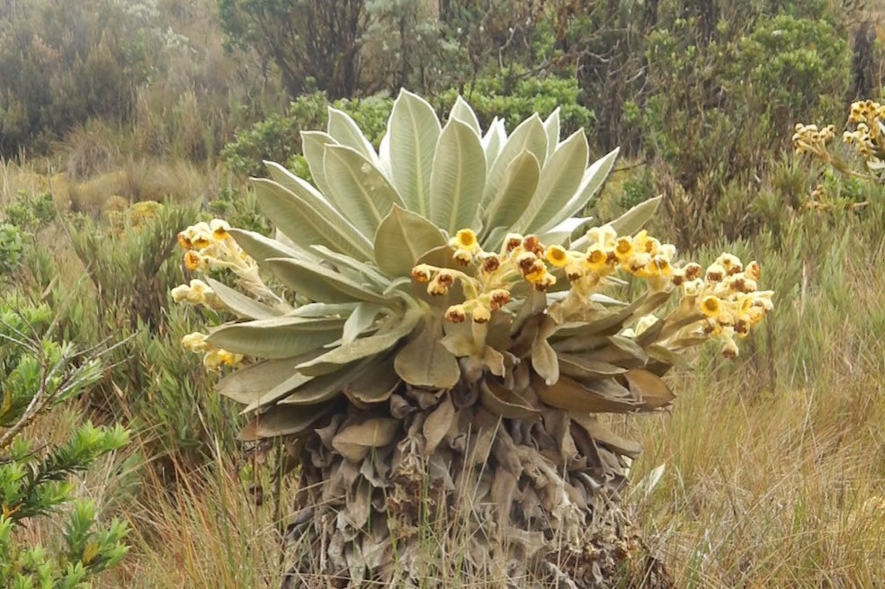 El instituto advirtió que esta nueva especie está fuera de los límites del Parque Natural Regional Siscunsí Ocetá, por lo que podría estar expuesta a amenazas crecientes como el pastoreo, por ejemplo.