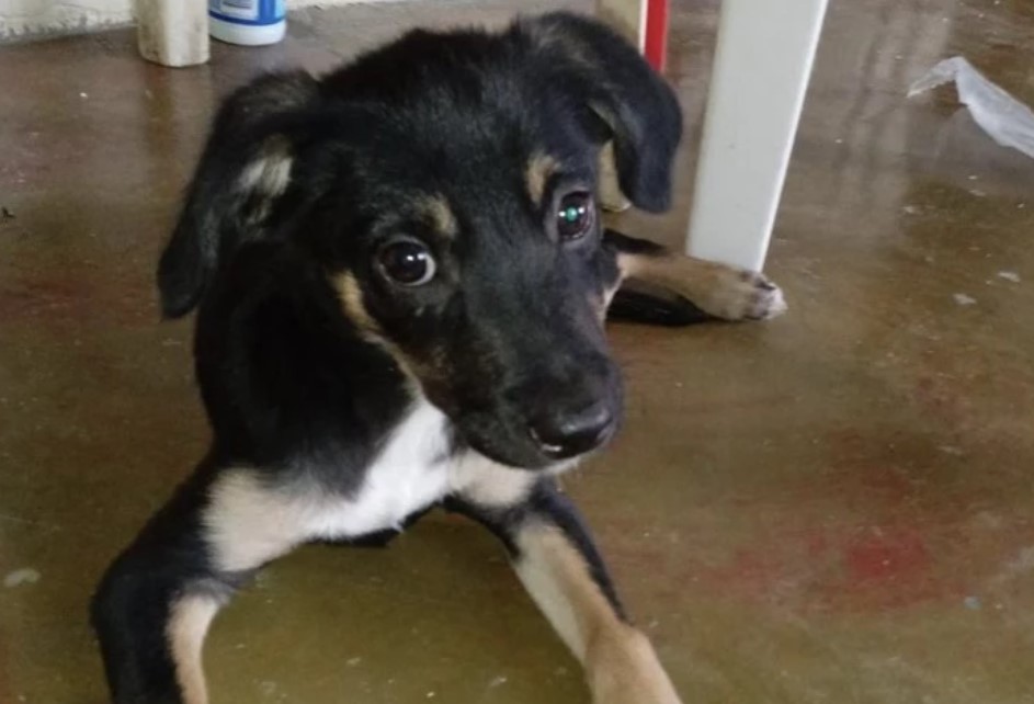 Cachorro que fue arrastrado desde carro en Cali, ahora fue rescatado de un caño