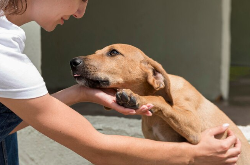 Así piden ayuda los perros