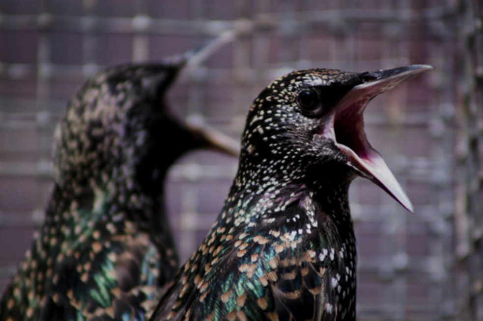 Pájaros borrachos causan estragos en Minnesota