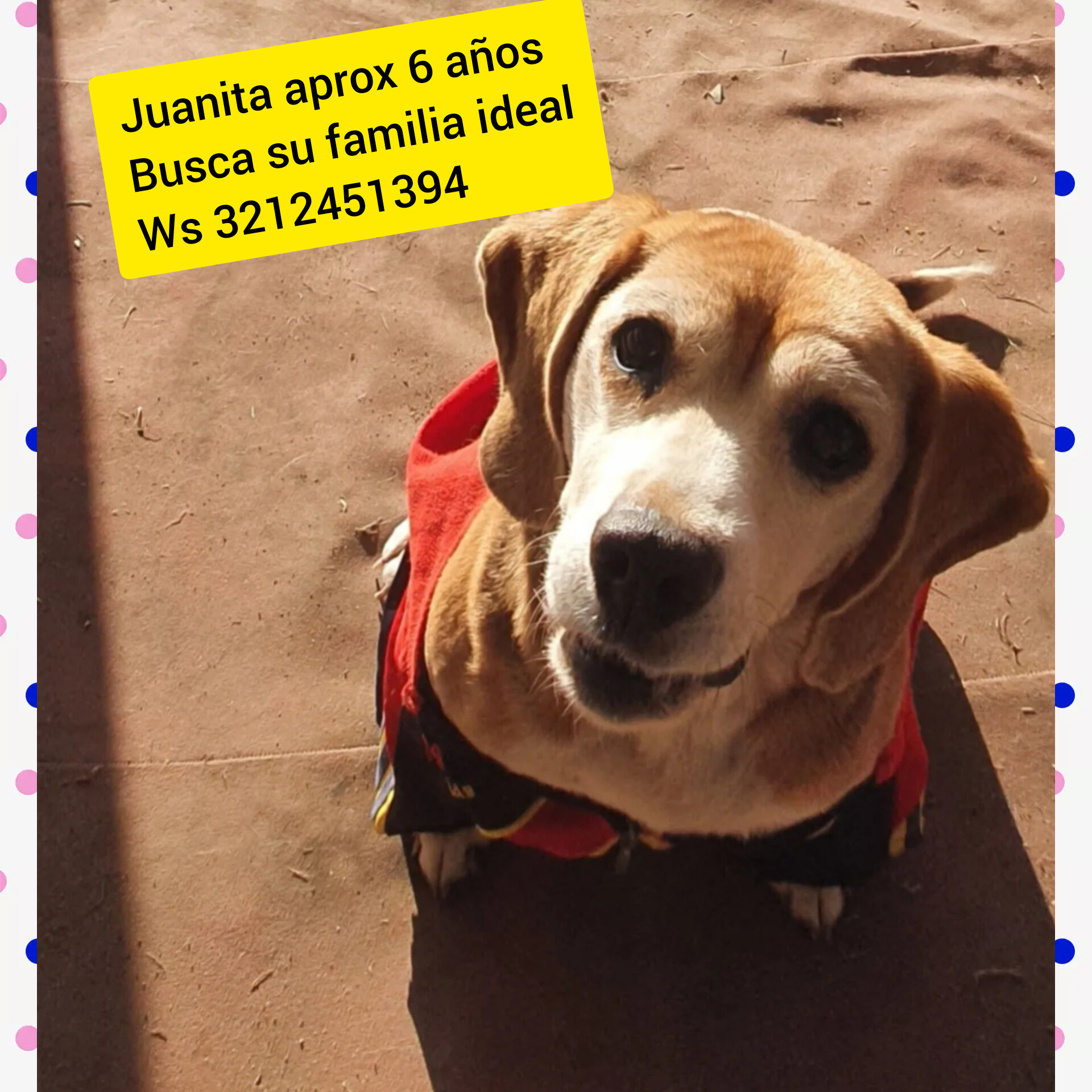 Juanita está esterilizada, vacunada y está buscando un hogar para toda la vida.