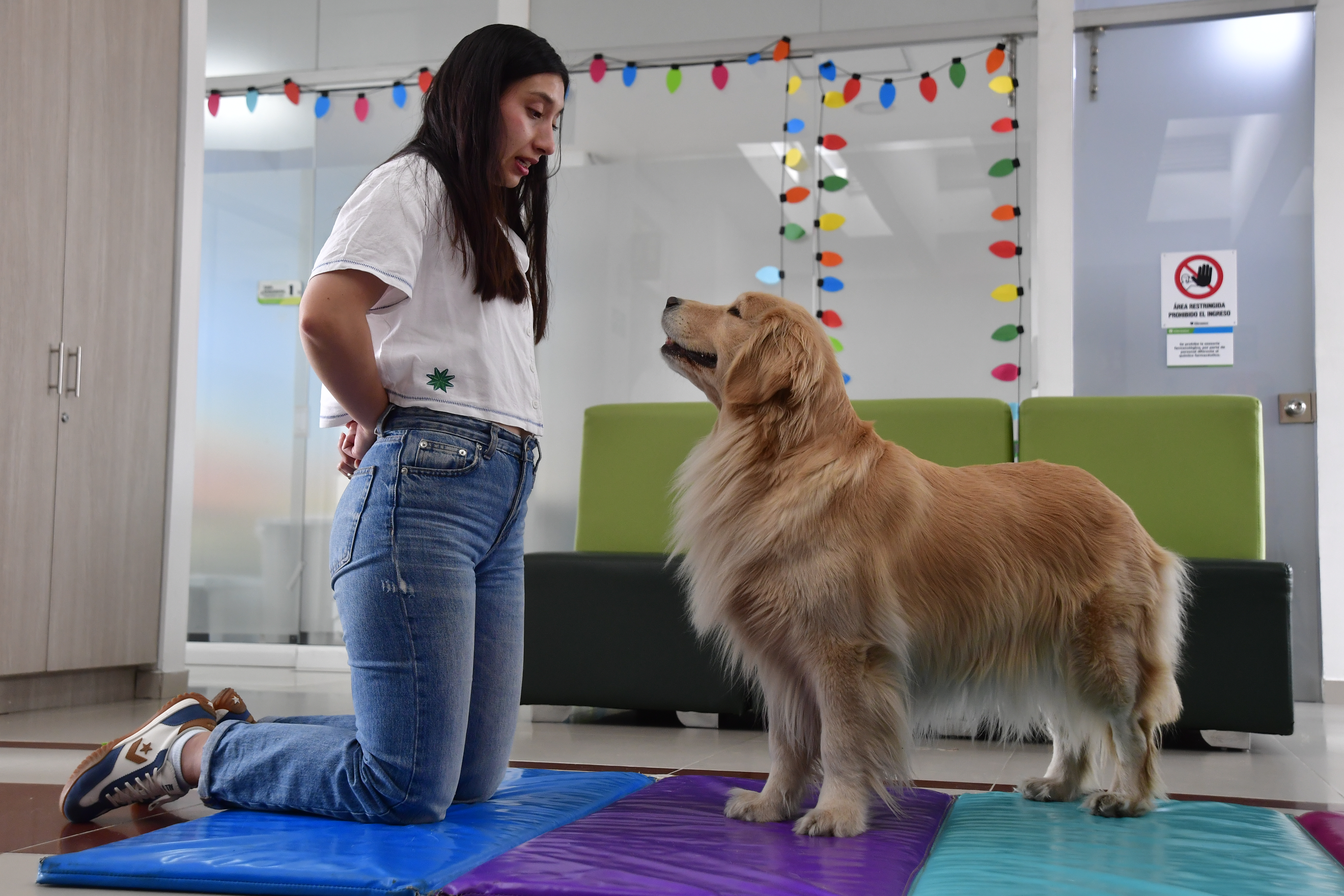 ¿Traducción al lenguaje canino?: collar con IA promete traducir órdenes humanas