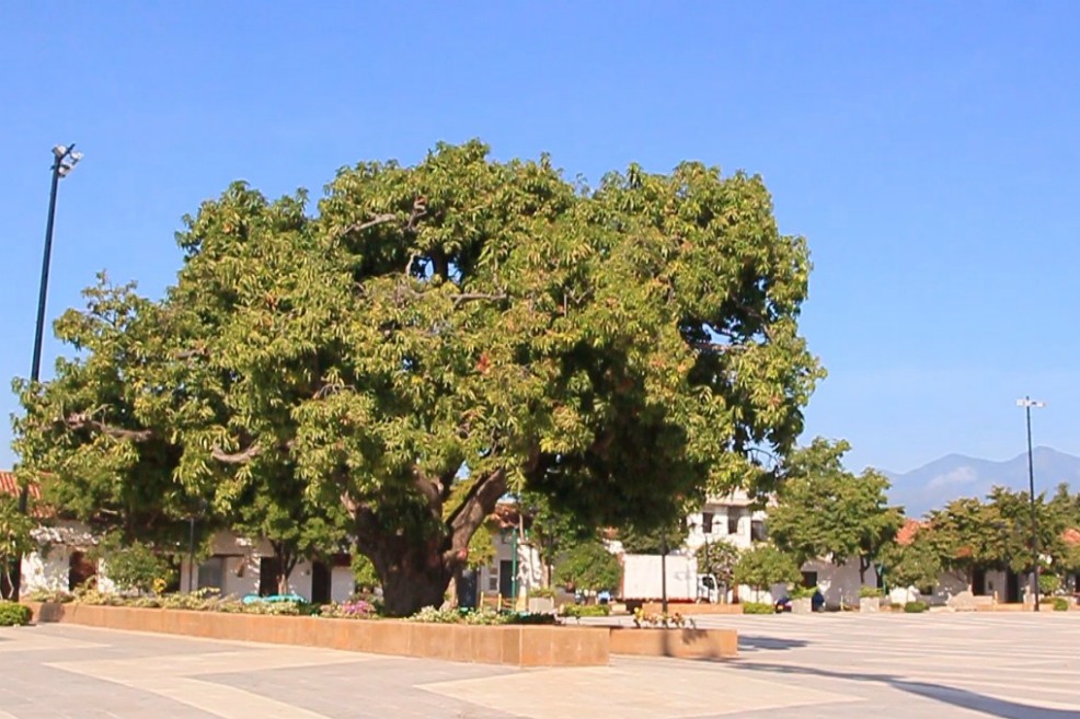 El futuro del árbol que ha acompañado la historia del vallenato