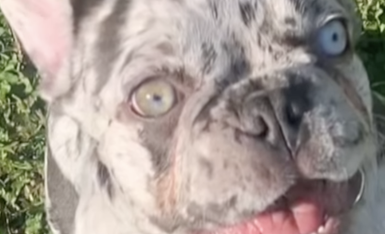 Tras ser atropellada, mujer se queda en el capó de un carro para rescatar a su perro